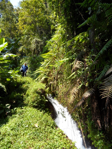 Tropical forests at Mt. Kilimanjaro