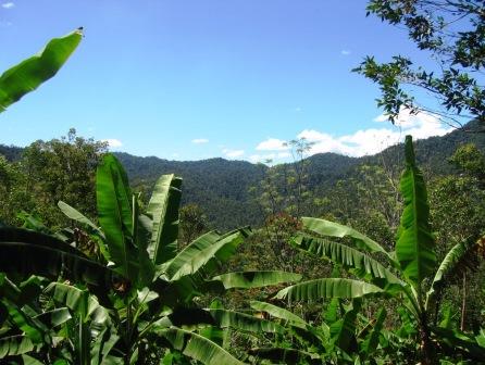 Tropical forest at RNI Betampona