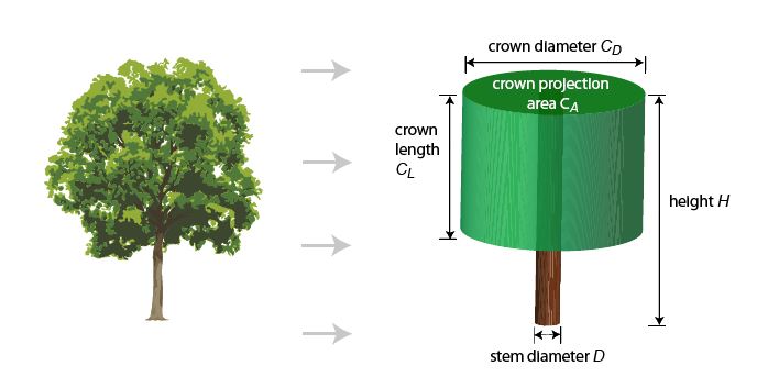 Tree representation in the FORMIND model